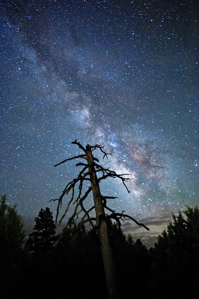 A lone pine tree stands sential to the rising Milky Way core near Flagstaff Arizona.