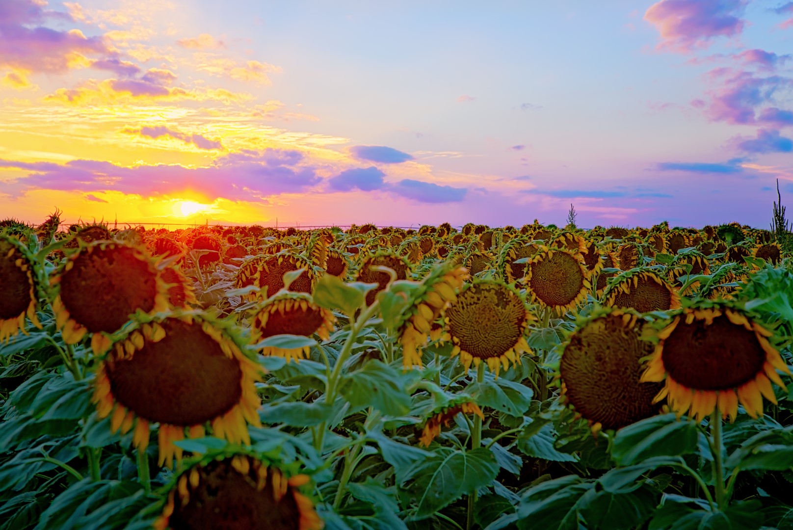 The sun sets on a sunflower field in southern Scott County Kansas